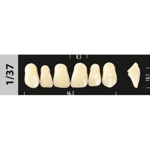 Зубы Major A3  1/37 фронтальный верх, 6 шт (Super Lux). st497918 - фото 364538
