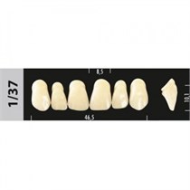 Зубы Major D4 1/37, 28 шт (Super Lux) st202462