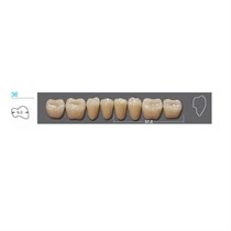 Kaifeng - зубы акриловые, нижние жевательные, цвет C3, размер 36L, коробка 12х8 шт C336L_Kaifeng