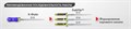 Pathfile NiTi №019 (25мм) - инструмент стоматологический эндодонтический 6 шт. Maillefer 0001910758 - фото 331203