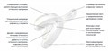 Ложки слепочные Impression Tray (10шт), Верх-S, 71615, 3М 1231912395 - фото 334841