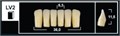 Зубы Yeti C1 LV2 фронтальный низ (Tribos) 6 шт. 25510 - фото 365481