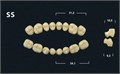 Зубы Yeti BL3 SS жевательный верх (Tribos) 8 шт. 21217 - фото 365511