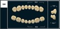 Зубы Yeti B2 SM жевательный верх (Tribos) 8 шт. 21007 - фото 368428