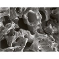XENOGRAFT Mineral - гранулы губчатые без коллагена (100% губчатый слой), 0,25-1,0 мм, 0,5 сс XMn-1-05 - фото 388476