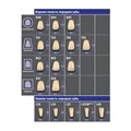 VITA MFT classical A1 – D4 - базовые фронтальные зубы из полимерного материала (цвет и форма на выбор), 1 шт VITAMFT-AC-A1D4-1 - фото 400161