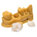 VarseoSmile Crown plus - смола для коронок, цвет D3, 500 г 41113 - фото 401225
