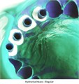 Hydrorise Regular Body Normal Set (2х50мл), С207004, Zhermack 0001912241 - фото 447779