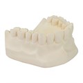 Stodent гипс 4 класса, цвет Cream, 5 кг 1231917563 - фото 450681
