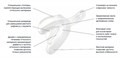 Ложки слепочные Impression Tray (10шт), Верх-L, 71617, 3М 1231912397 - фото 461660