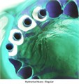 Hydrorise Regular Body Normal Set (2х50мл), С207004, Zhermack 0001912241 - фото 493152