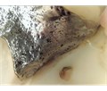 Durr Dental VistaCam IX - интраоральная видеокамера с головками Cam, Proof, Proxi 2108-05 - фото 495592